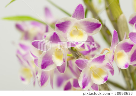 Western Run Dendrobium ChinaDreamCrystal 's photos Western Run Dendrobium ChinaDreamCrystal 's photos 38998653