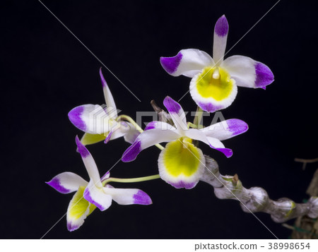 Photo of the original orchid Dendrobium crassinode Photo of the original orchid Dendrobium crassinode 38998654
