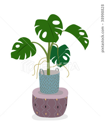A potted monstera plant isolated on white. A green 38998828