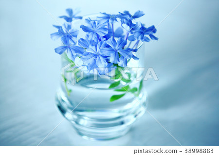 A cool Ruri Matsuri flower A cool Ruri Matsuri flower 38998883