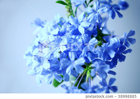 A cool Ruri Matsuri flower 38998885