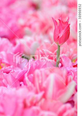 Tulip Tulip 38998932