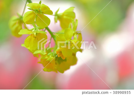 強姦開花 強姦開花 38998935
