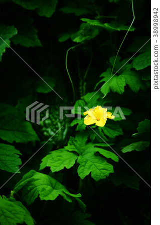 Goya flowers Goya flowers 38998942