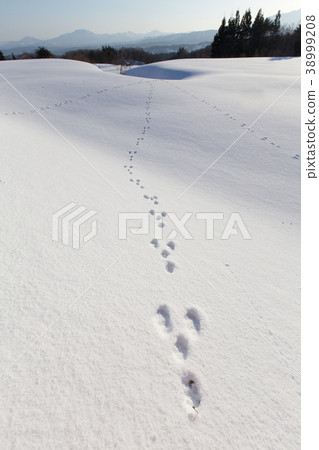 在新潟縣長岡市的雪原之後的一隻兔子的腳步聲 38999208