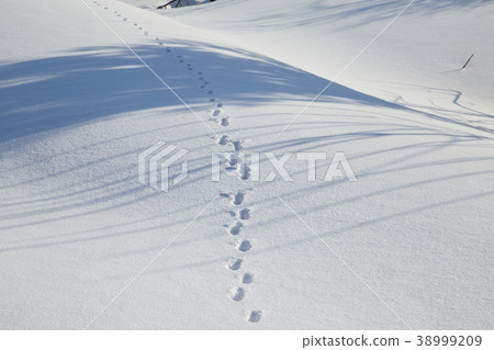 Nagaoka City，Niigata Pref。雪原後樹木的足跡和陰影 38999209