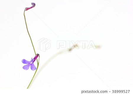 Lobelia Lobelia 38999527