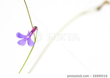 Lobelia Lobelia 38999528