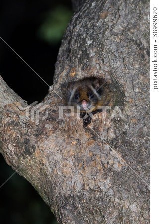 Hyokkori Kyushu Sabbi (Kagoshima Prefecture) 38999620