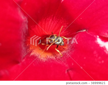 Japanese Paper Wasp (Kagoshima Prefecture) 38999621