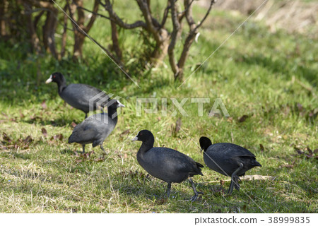Flock of coots going up to land 38999835