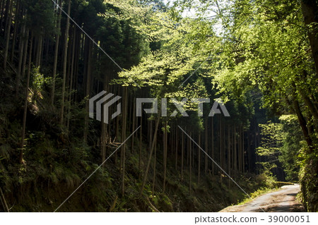 Kitayama cedar Kitayama cedar 39000051