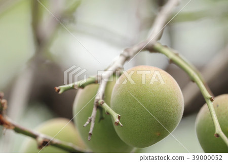 Plum fruit Plum fruit 39000052