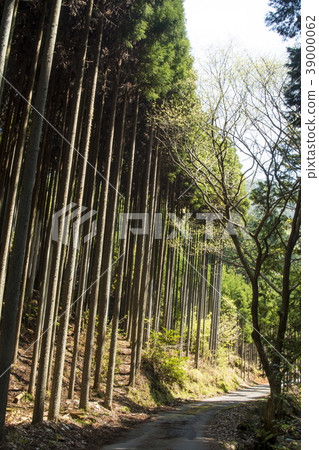 北山雪松 北山雪松 39000062
