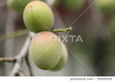 Plum fruit Plum fruit 39000064