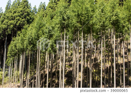 Kitayama cedar Kitayama cedar 39000065