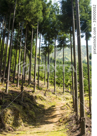 Kitayama cedar 39000082