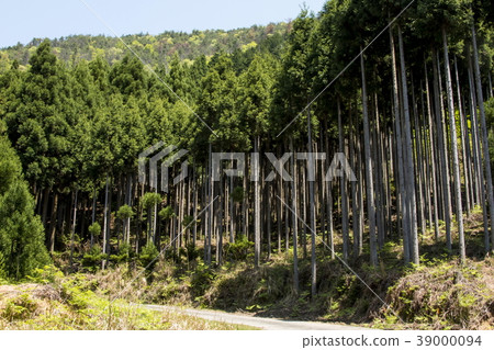 Kitayama cedar 39000094