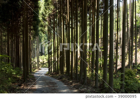 北山雪松 39000095