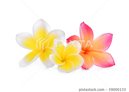 white and pink frangipani or plumeria isolated white and pink frangipani or plumeria isolated 39000133