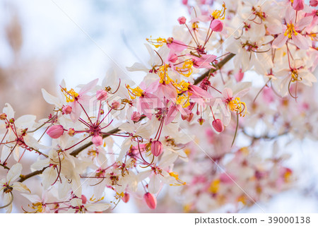 Spring Cassia bakeriana Craib Blossom, backgrond Spring Cassia bakeriana Craib Blossom, backgrond 39000138