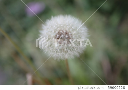 蒲公英的絨毛 蒲公英的絨毛 39000228