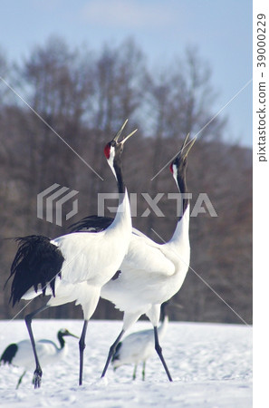 北海道阿寒區鶴井村雪地上的日本起重機 北海道阿寒區鶴井村雪地上的日本起重機 39000229
