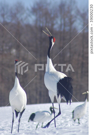 北海道阿寒區鶴井村雪地上的日本起重機 北海道阿寒區鶴井村雪地上的日本起重機 39000230