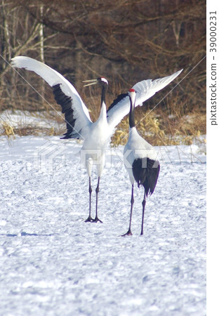 北海道阿寒地區丹祖鶴鶴鶴村的求愛舞蹈 39000231