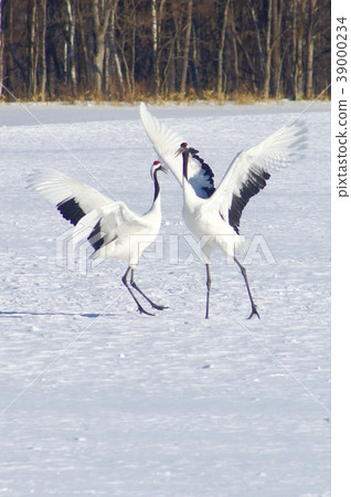 北海道阿寒地區丹祖鶴鶴鶴村的求愛舞蹈 39000234