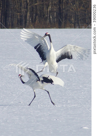 北海道阿寒地區丹祖鶴鶴鶴村的求愛舞蹈 39000236