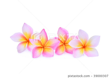 pink frangipani or plumeria (tropical flowers) pink frangipani or plumeria (tropical flowers) 39000307