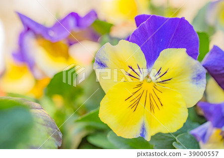 美麗的三色紫羅蘭花 39000557