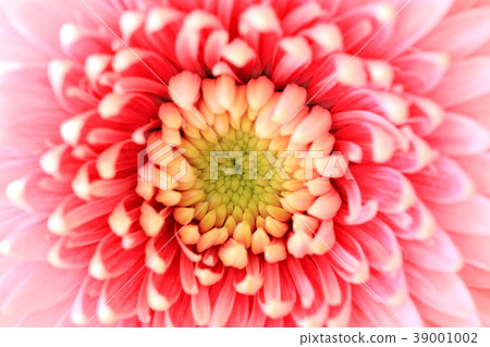 非洲菊了 非洲菊了 39001002