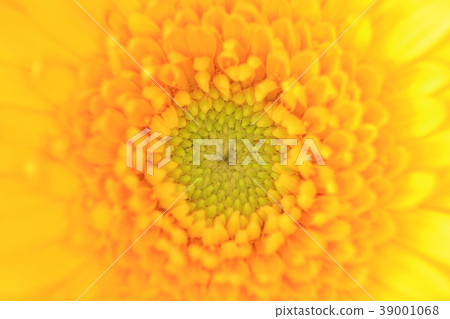 Gerbera up Gerbera up 39001068