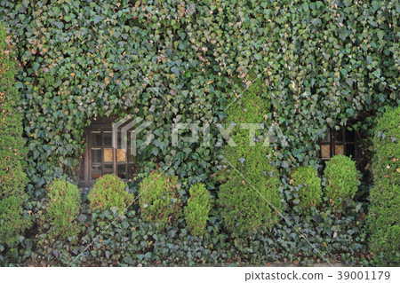 西式建築牆上長滿了常春藤 39001179