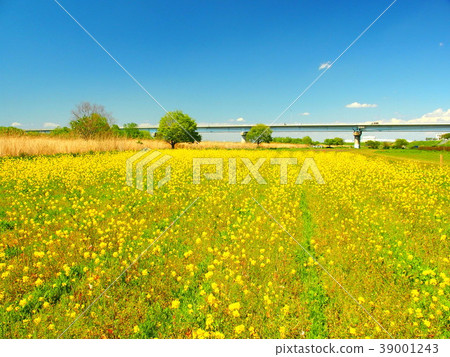 Rape blossoming riverbed landscape 39001243