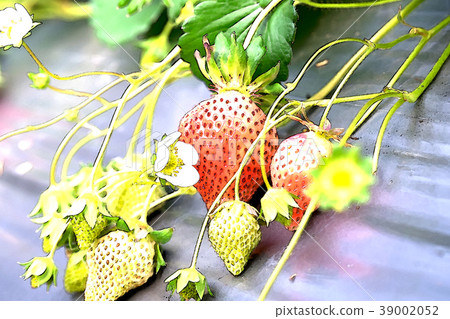 Strawberry Strawberry 39002052