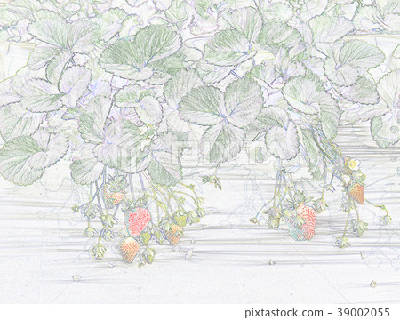 Strawberry Strawberry 39002055
