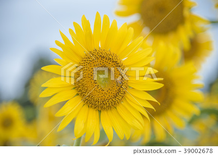 Zama向日葵 39002678