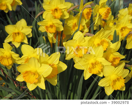 Narcissus flower 39002978