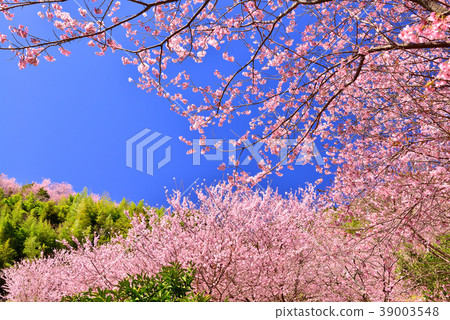 Kuwata Yamaetsuki Sakura Kuwata Yamaetsuki Sakura 39003548
