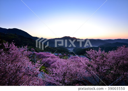 Kuwata Yamaetsuki Sakura Kuwata Yamaetsuki Sakura 39003550