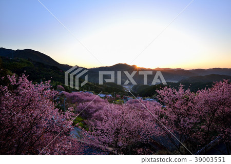 桑田山雪櫻 桑田山雪櫻 39003551