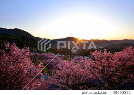 桑田山雪櫻 桑田山雪櫻 39003552