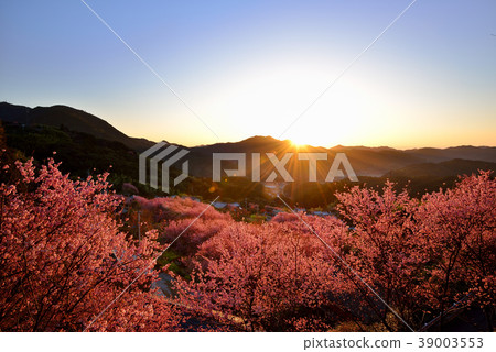 桑田山雪櫻 桑田山雪櫻 39003553