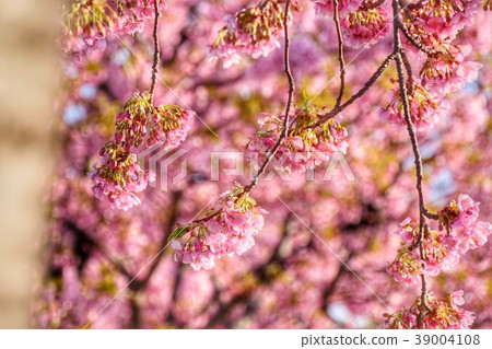 Kawazu cherry tree 39004108