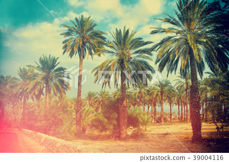 A row of tropic palm trees against the sunset sky 39004116