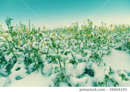 The blooming field of rape covered with snow The blooming field of rape covered with snow 39004293