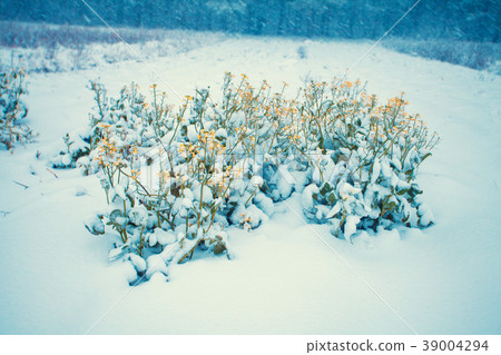 The blooming field of rape covered with snow The blooming field of rape covered with snow 39004294